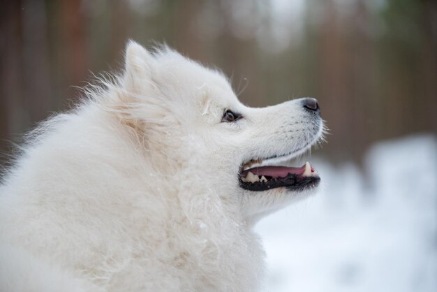 Primer plano de retrato de perro Samoyedo blanco está en el bosque de invierno