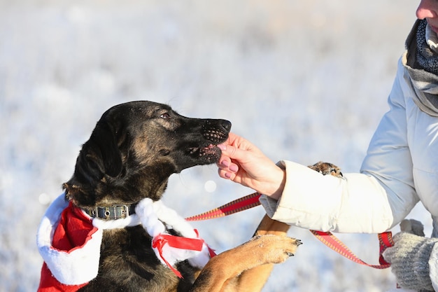 Primer plano de retrato de perro con sombrero de santa sobre fondo de nieve