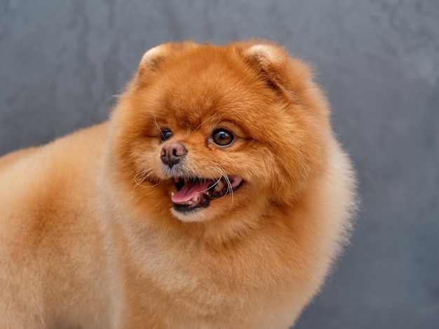 Primer plano de retrato de Pomerania Spitz. Hermoso corte de pelo de la cabeza de spitz por el maestro del cuidado de los animales.