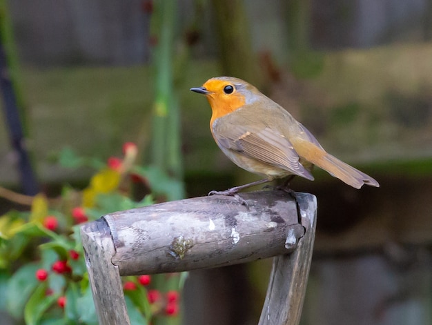 Primer plano de robin redbreast