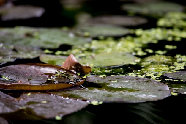 Foto primer plano de una roca en una hoja de lirio de agua