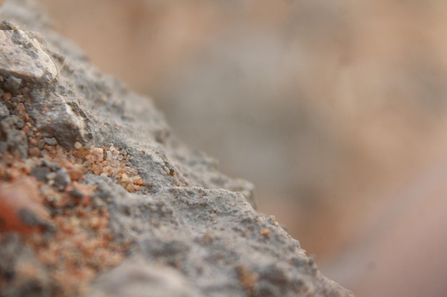 Foto un primer plano de una roca con un insecto rojo sobre ella