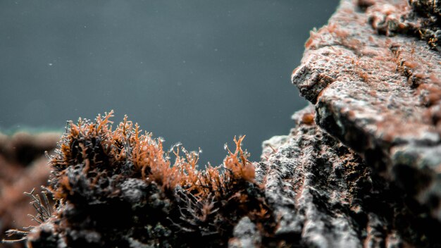 Foto un primer plano de la roca en el mar