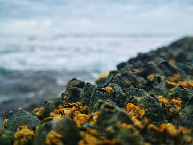 Foto primer plano de las rocas en la playa contra el cielo