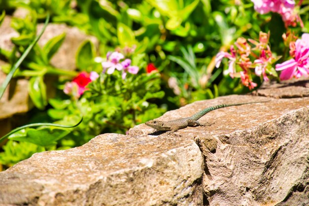 Foto primer plano de las rocas sobre la roca