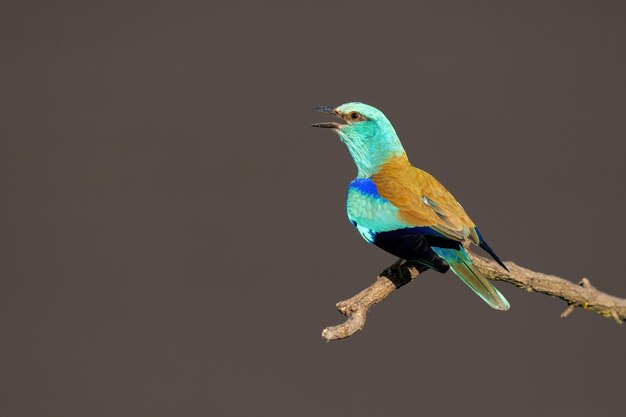 Foto un primer plano de un rodillo europeo coracias garrulus encaramado en una rama