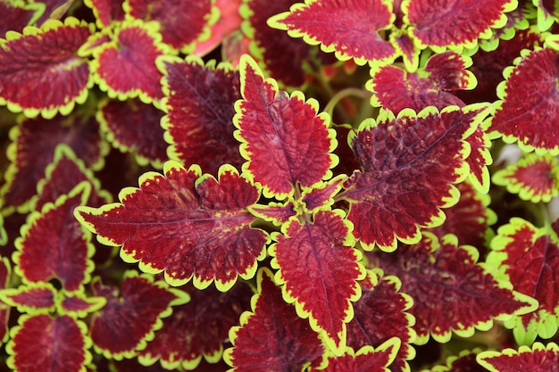 Primer plano de rojo borgoña profundo con bordes de verde amarillo Hojas de Coleus oxidado fiel