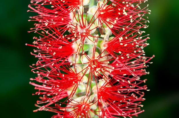 primer plano, de, rojo, bottlebrush, flor