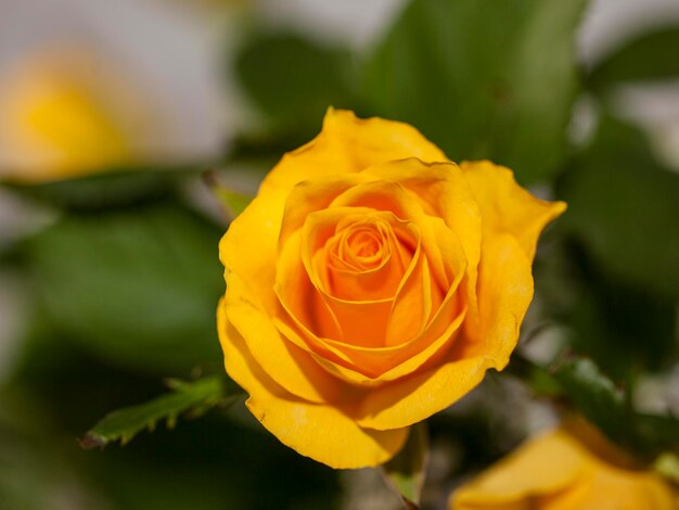 Foto primer plano de una rosa amarilla en flor al aire libre