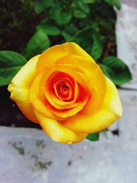 Foto primer plano de una rosa amarilla en flor al aire libre