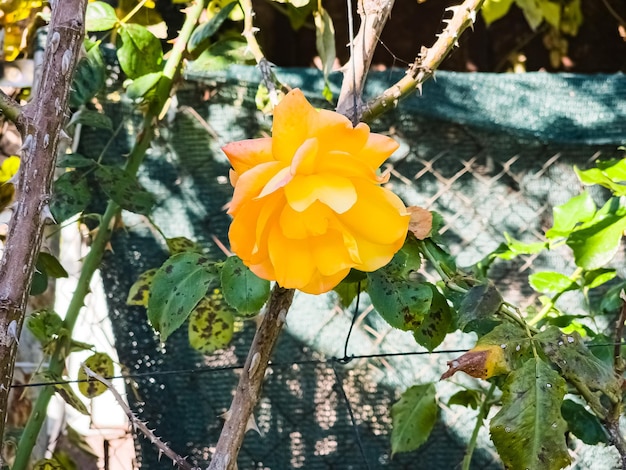 Primer plano de una rosa amarilla en un jardín de verano Los pétalos brillan bajo los rayos del sol