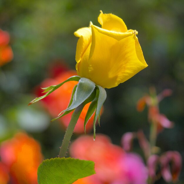 Foto primer plano de una rosa amarilla