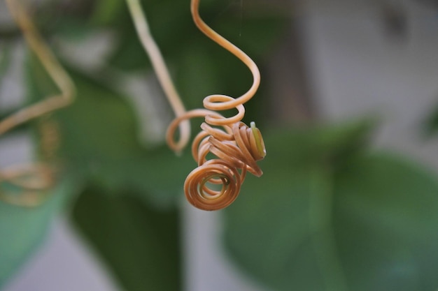 Foto primer plano de una rosa amarilla