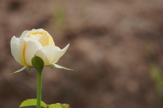 Foto primer plano de una rosa amarilla