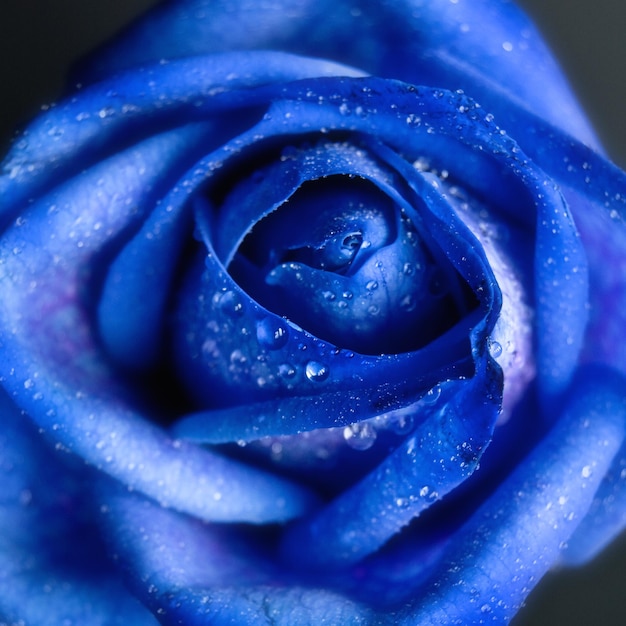 Foto primer plano de una rosa azul húmeda