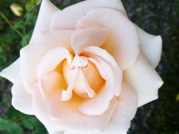 Primer plano de una rosa blanca en flor al aire libre