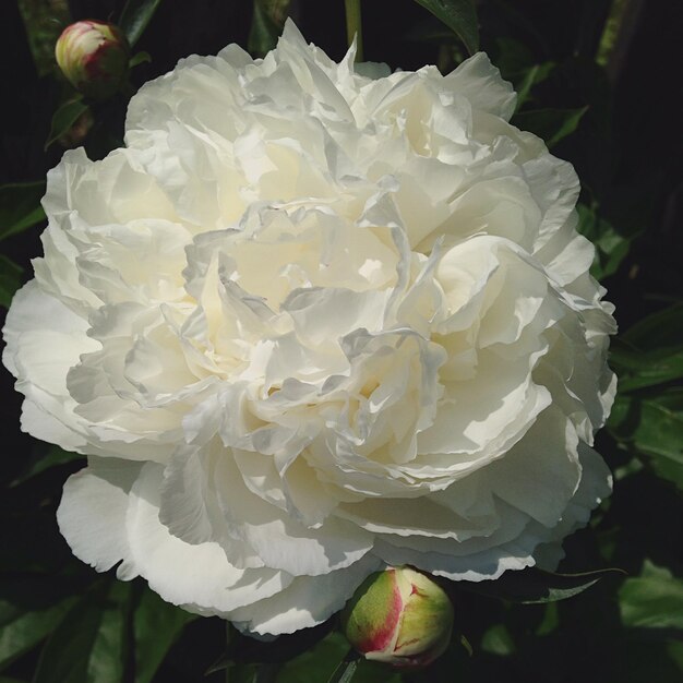 Primer plano de una rosa blanca en flor al aire libre