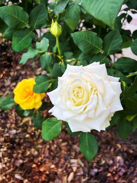 Primer plano de una rosa blanca en un jardín de verano