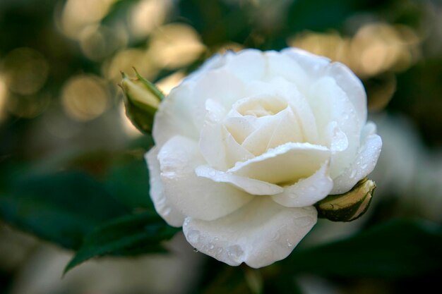 Foto primer plano de una rosa blanca