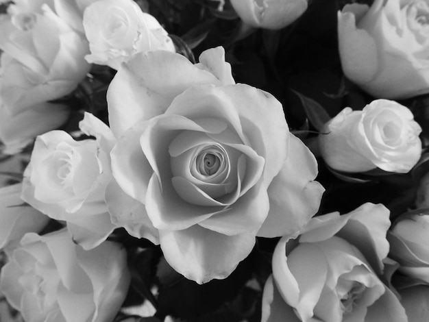 Foto primer plano de una rosa blanca