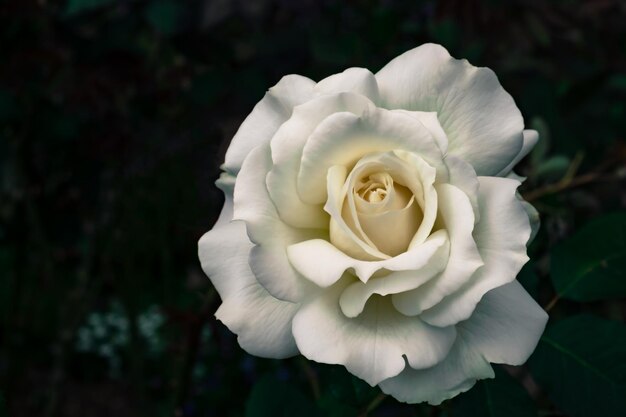 Foto primer plano de una rosa blanca