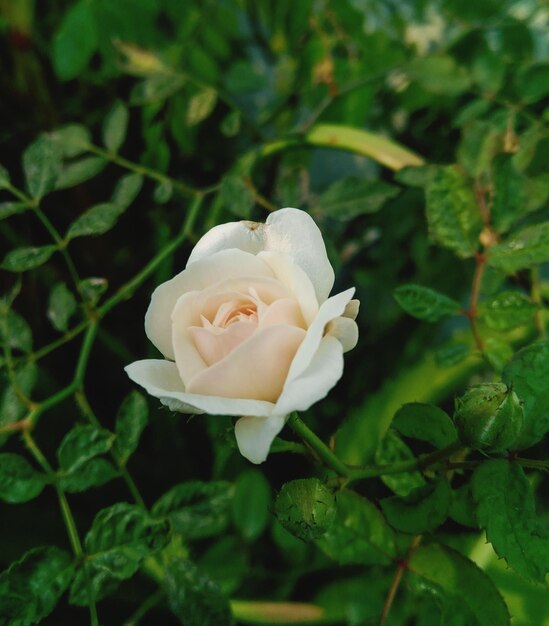 Foto primer plano de una rosa blanca