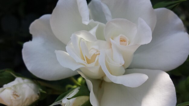 Primer plano de una rosa blanca