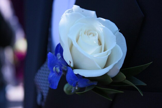 Foto primer plano de una rosa blanca