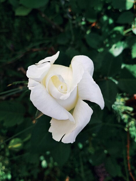 Foto primer plano de una rosa blanca