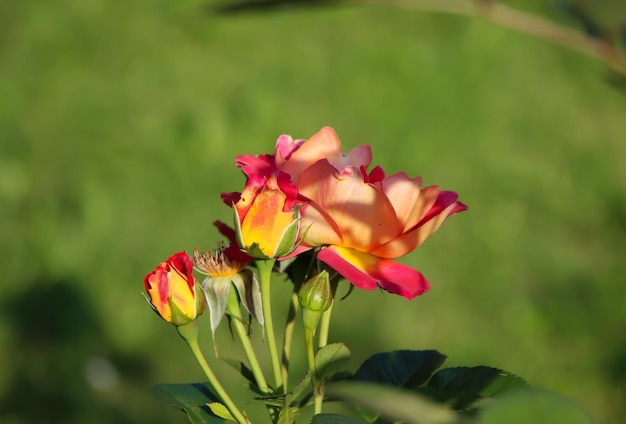 Primer plano de una rosa de color albaricoque con capullos sobre fondo borroso en el parque de la ciudad variedad Decor Arlequin