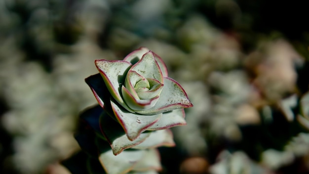 Foto primer plano de una rosa contra un fondo borroso