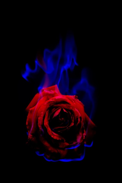 Foto primer plano de una rosa contra un fondo negro