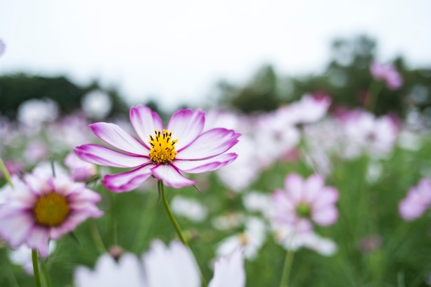 Primer plano rosa cosmos