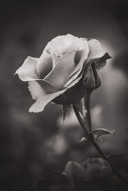 Primer plano de una rosa cultivada en blanco y negro