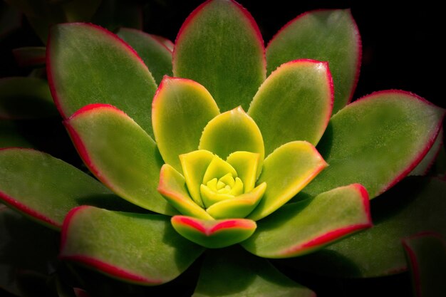 Un primer plano de una rosa del desierto verde Echeveria sobre un fondo negro