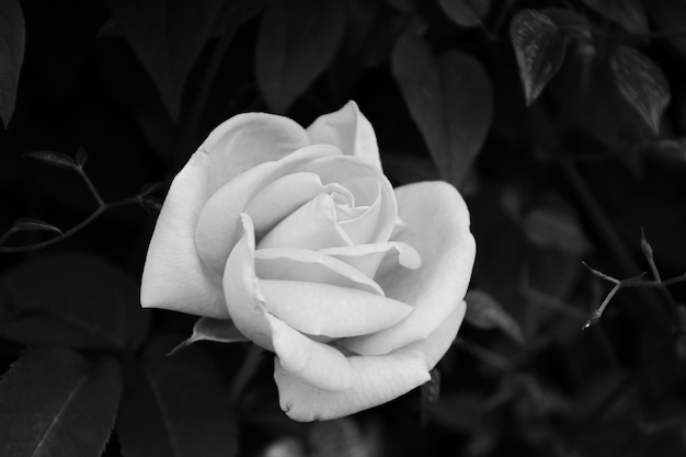 Foto primer plano de una rosa en flor al aire libre