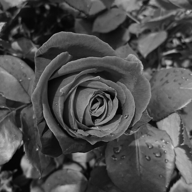 Foto primer plano de una rosa en flor al aire libre