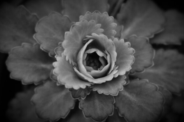 Primer plano de una rosa en flor en el jardín