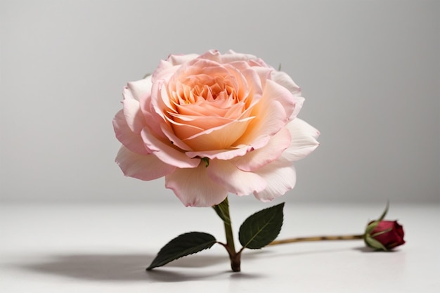 Un primer plano de una rosa en flor con pétalos delicados