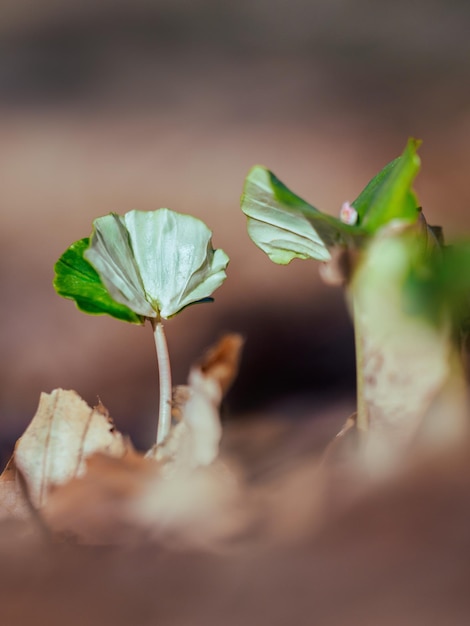 Foto primer plano de una rosa en una hoja