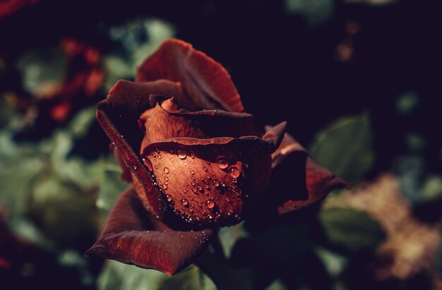 Foto primer plano de una rosa húmeda que crece al aire libre
