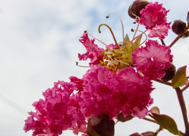 Primer plano de rosa Lagerstroemia