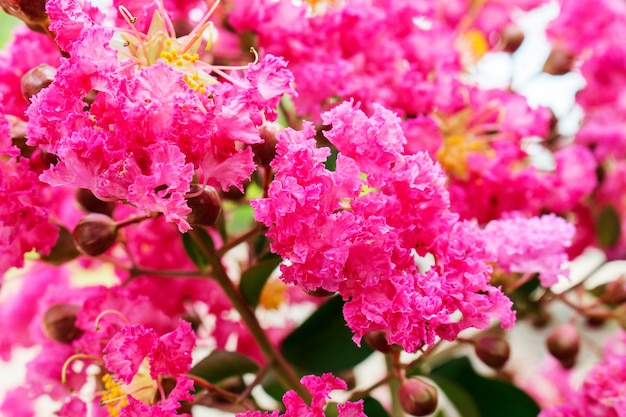 Primer plano de rosa Lagerstroemia