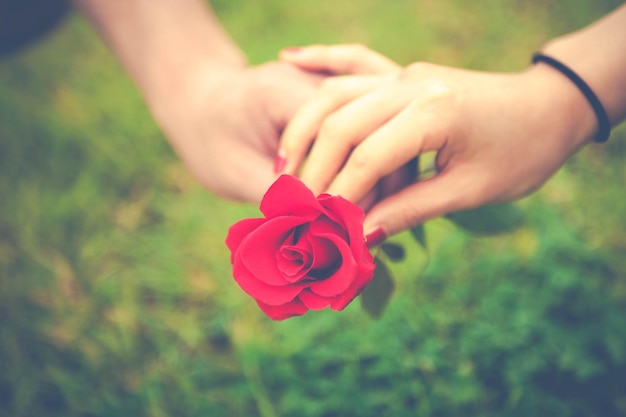 Foto primer plano de una rosa en la mano