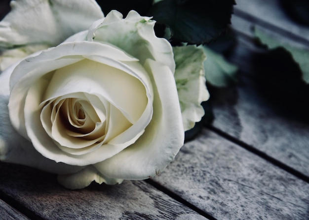 Foto primer plano de una rosa en la mesa