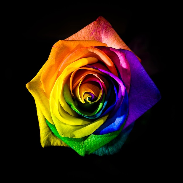 Foto primer plano de una rosa multicolor contra un fondo negro