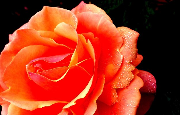 Foto primer plano de una rosa naranja húmeda floreciendo en el parque