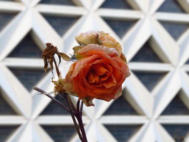 Foto primer plano de una rosa naranja marchitada