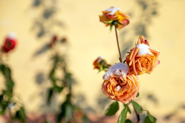 Primer plano de una rosa nevada amarilla en un ataque de invierno de fondo desenfocado en otoño