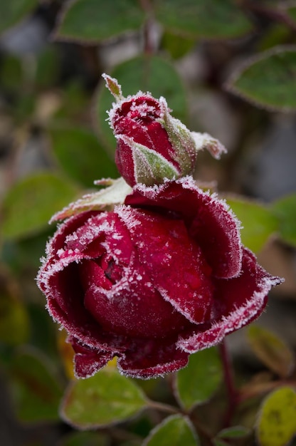 Foto primer plano de una rosa nevada